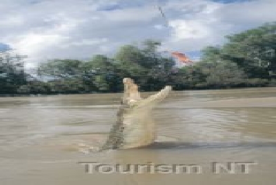 Krokodile ganz nah erleben-NT Tiere Croc 5.jpg